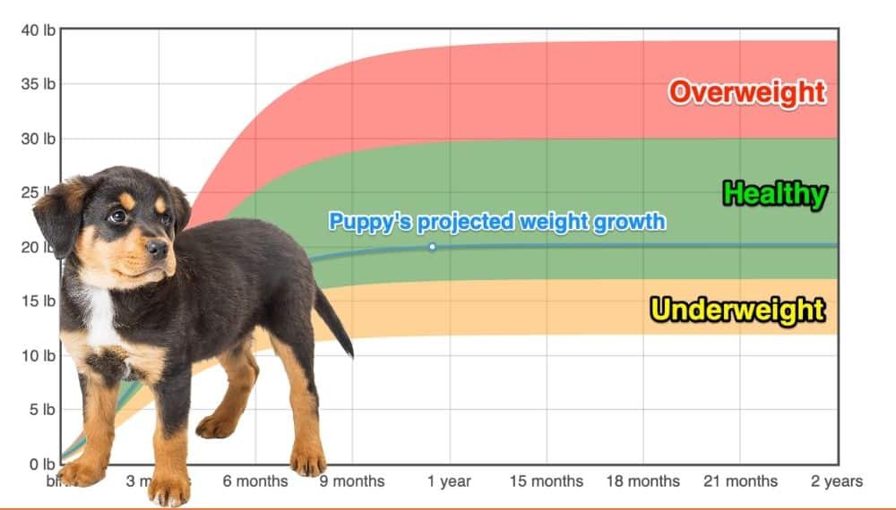 German Shepherd Rottweiler Mix Weight+Growth Chart 2024 How Heavy